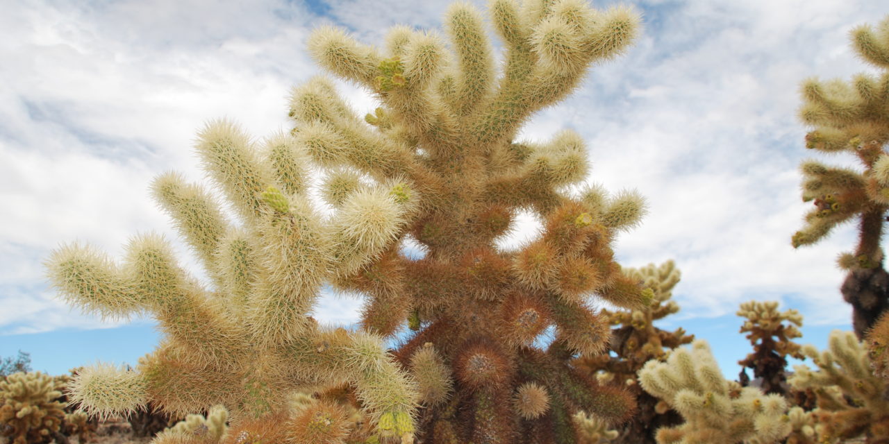 Les Bons Samaritains de Joshua Tree | Les Cactus