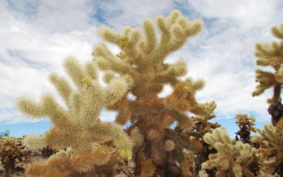 Les Bons Samaritains de Joshua Tree | Les Cactus